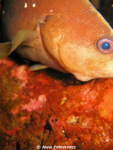 Curious fish on deep wreck in the Gulf of Mexico by Anna Peteranecz 